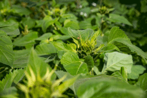 gros plan sur les cultures de tournesol, une araignée est posée sur l'une des feuilles