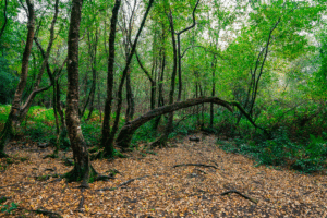 chemin dans les arbres de la foret de Paimpont