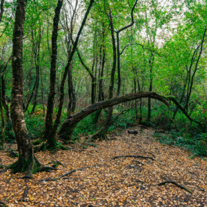 chemin dans les arbres de la foret de Paimpont