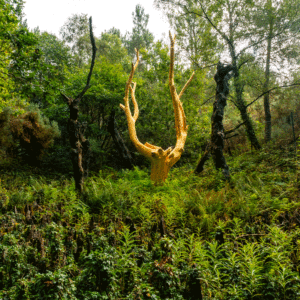 photo d'arbres de la foret de Paimpont