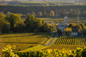 photo d'un paysage de vignes