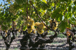 gros plan sur une vigne et ses raisins