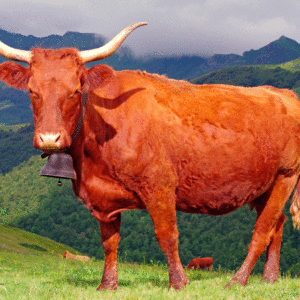 image de vache de salers